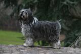 TERRIER DU TIBET 379